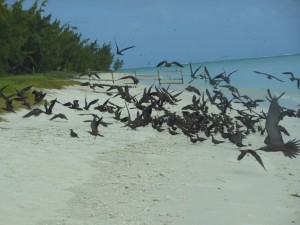 18 mai ile aux cocos (24)