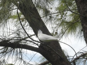 18 mai île aux cocos (97)